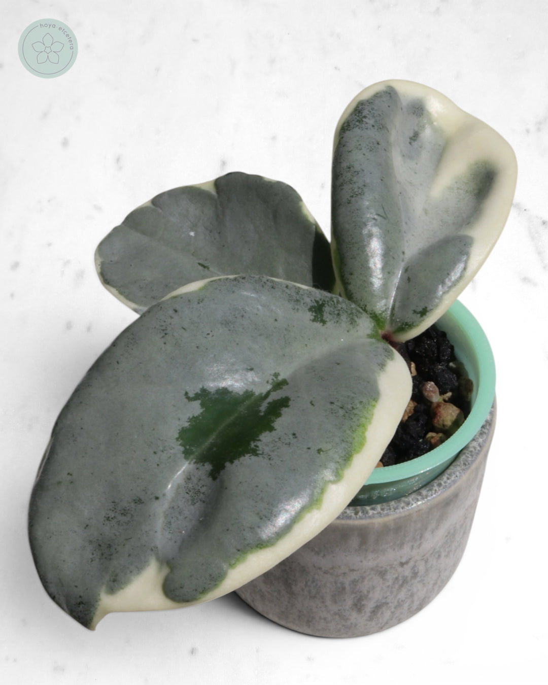 Hoya carnosa 'Argentea Picta'