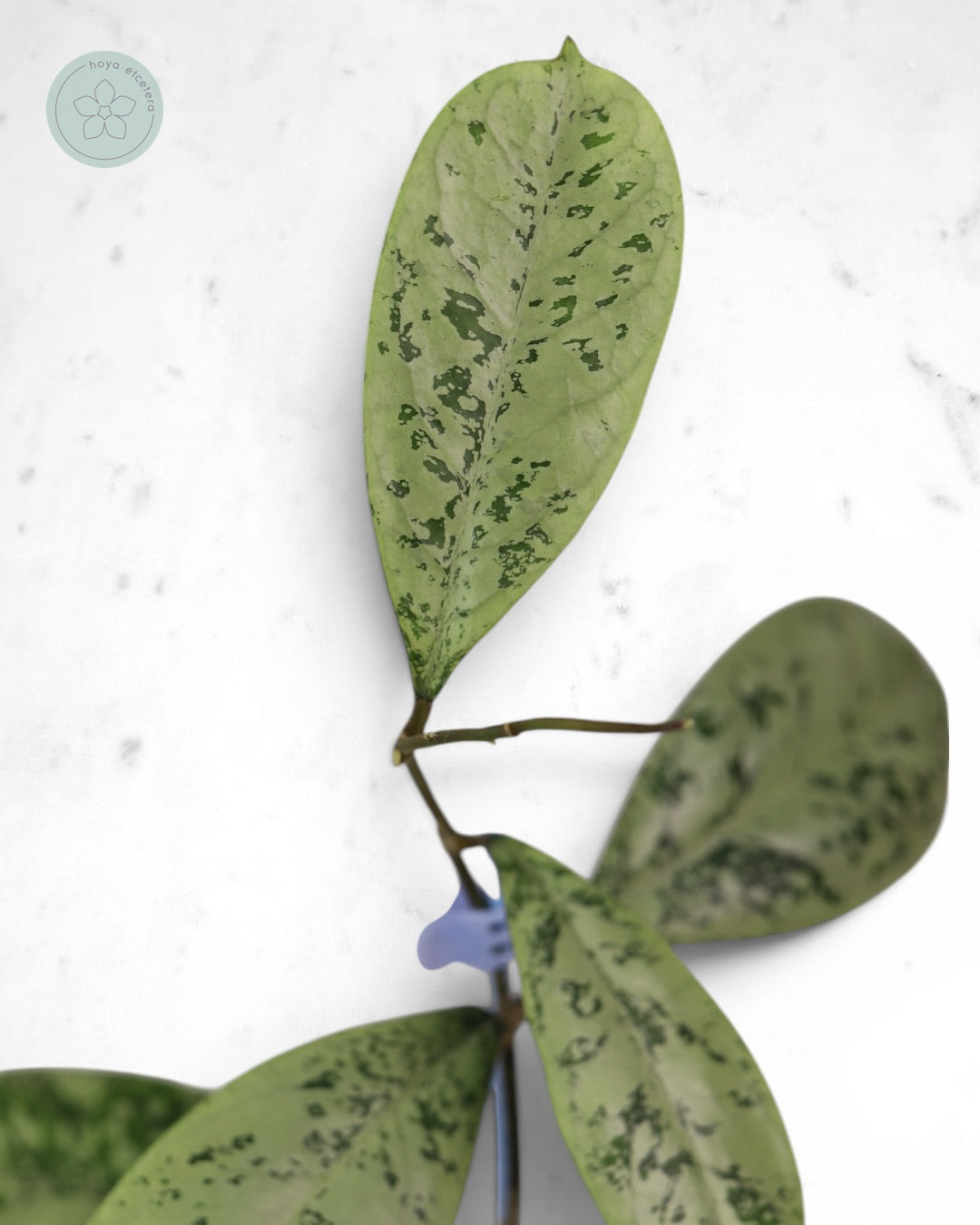 Hoya 'Lorelai'