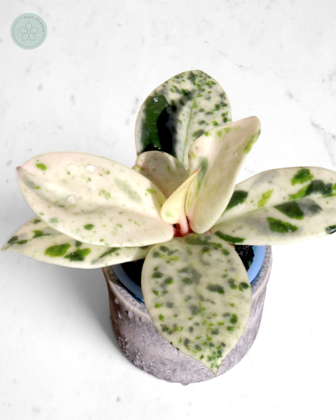 Hoya carnosa 'Madara' (Snow Angel)