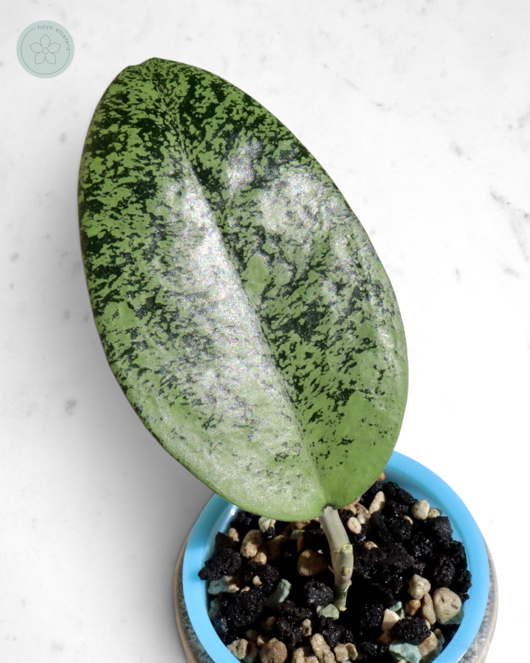 Hoya sp. Ponorogo (silver)