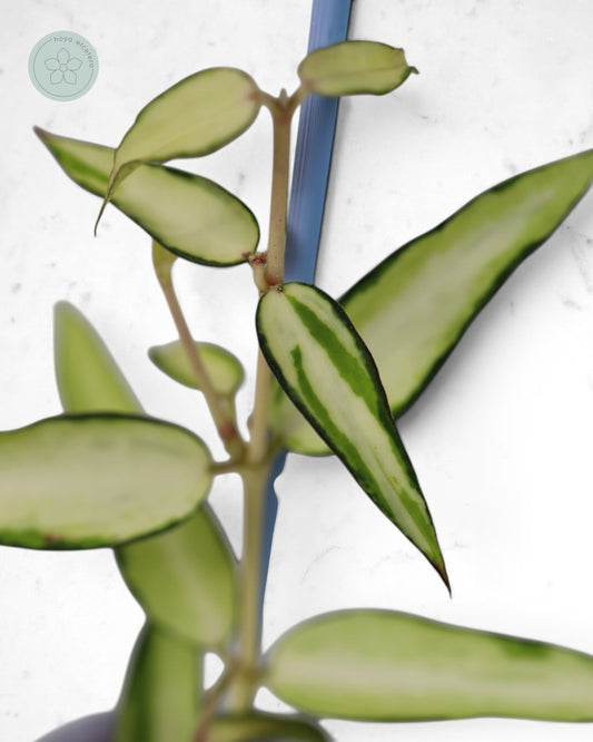 Hoya burmanica (variegated)