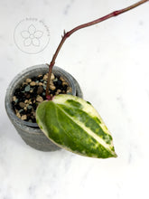 Load image into Gallery viewer, Hoya &#39;Swiffer’s Nightmare&#39; 🦄
