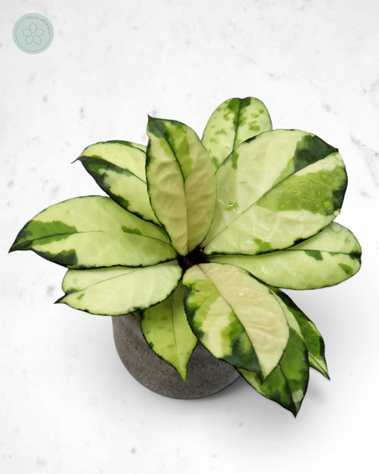 Hoya crassipetiolata (variegated)