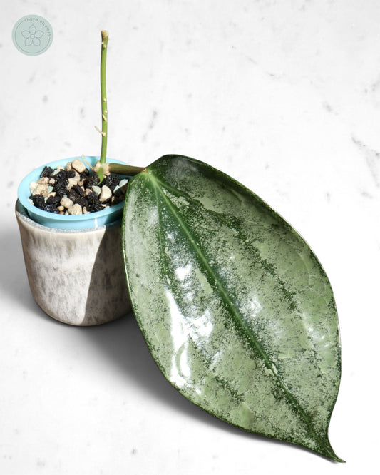 Hoya 'Rimba Perak' (silver)