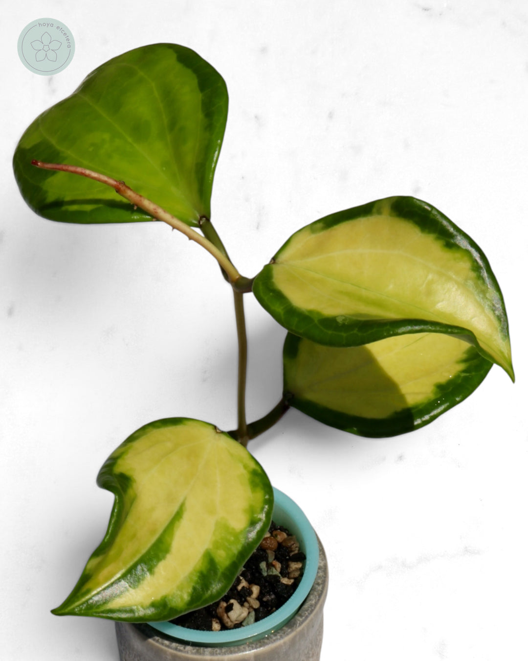 Hoya merrillii (variegated)
