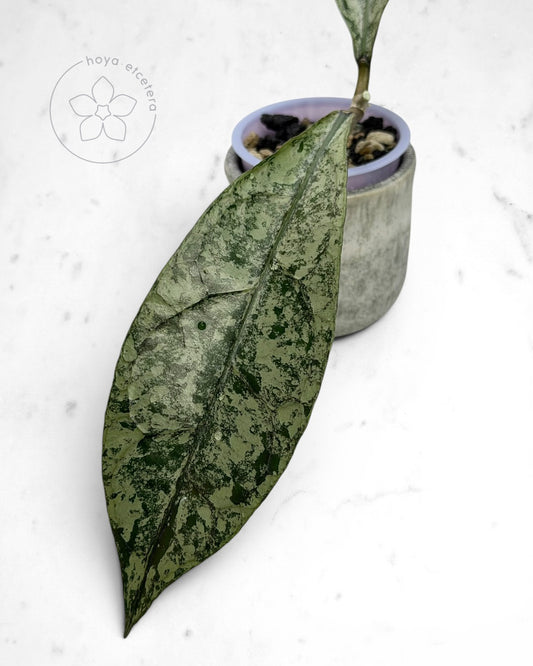 Hoya clemensiorum (Borneo silver) 🌱 cutting