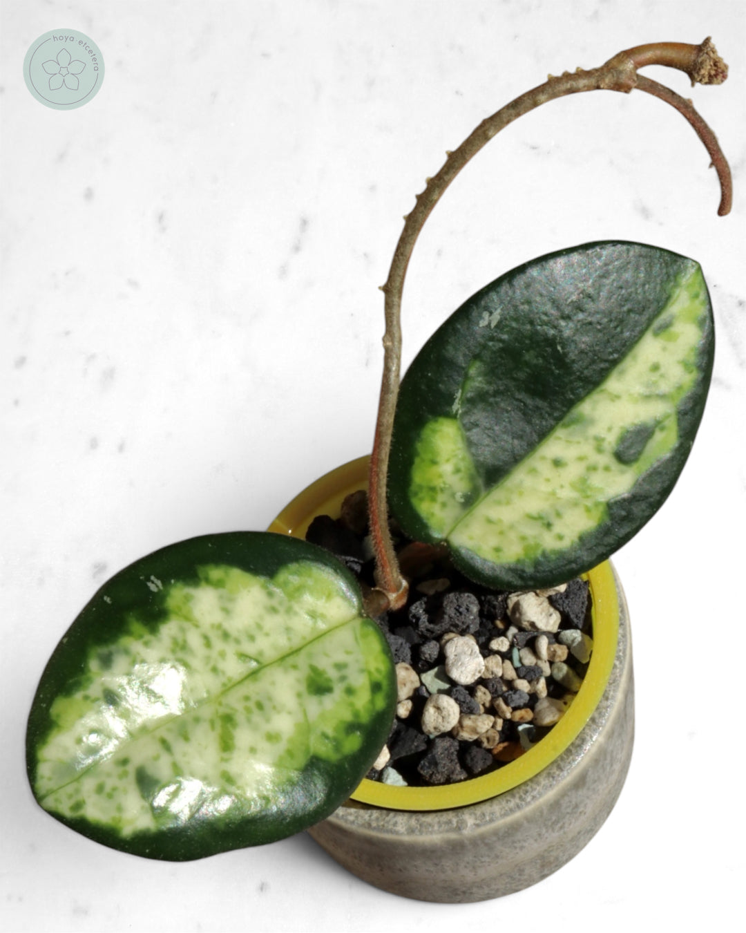Hoya carnosa 'Madara' (Green Edge)