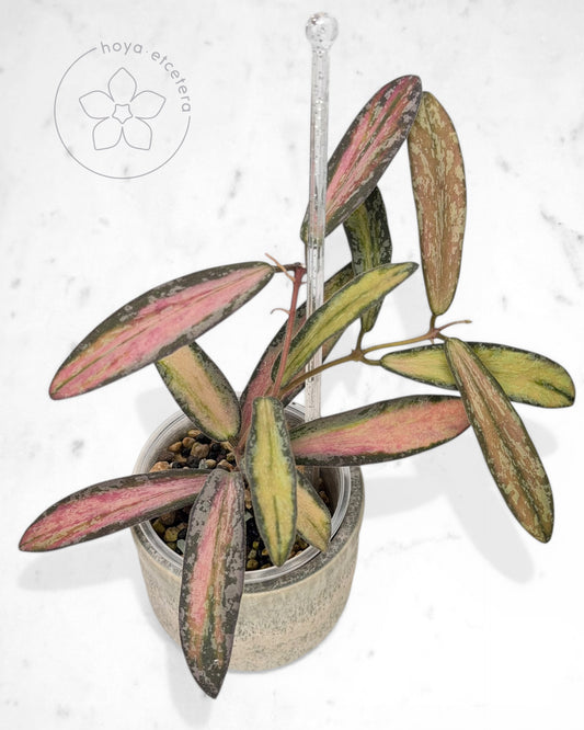 Hoya sigillatis (variegated splash)