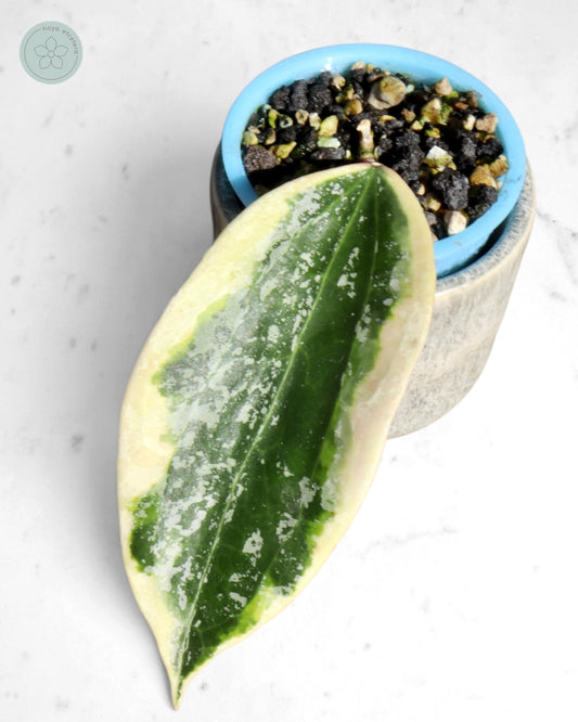 Hoya sp. Rangsan (albo splash)
