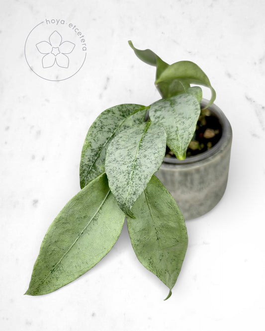 Hoya amicabilis (silver)