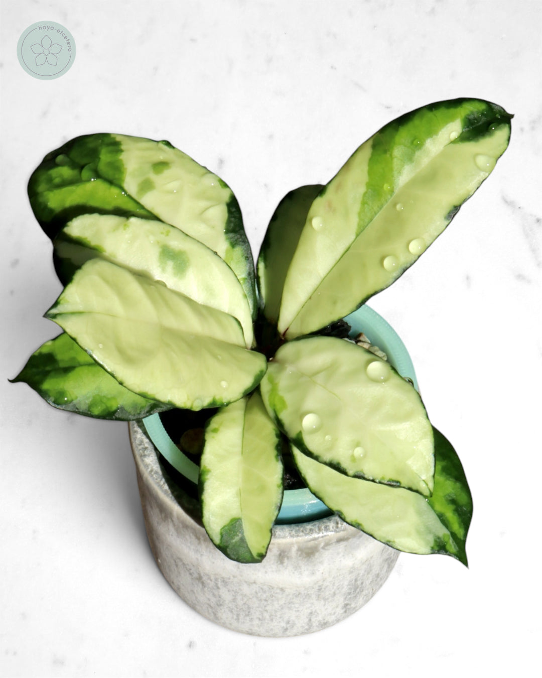 Hoya crassipetiolata (variegated)
