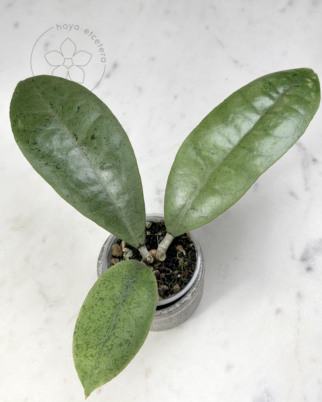 Hoya forbesii (silver)