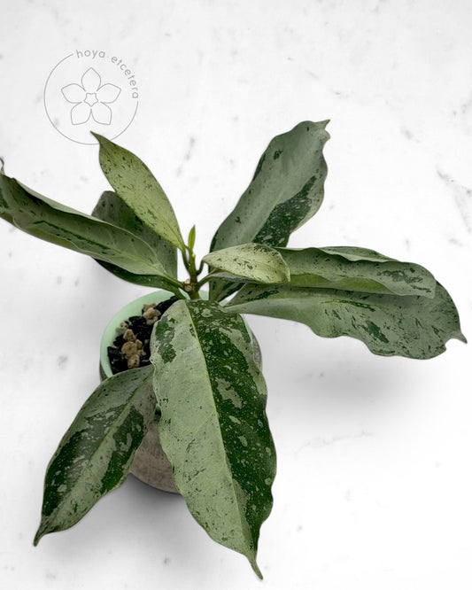 Hoya occultata (silver)