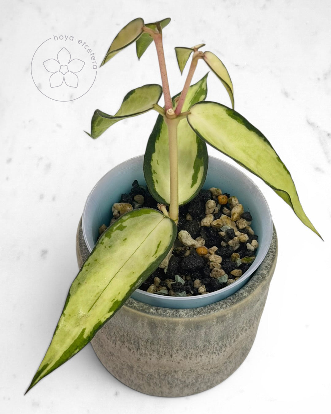 Hoya burmanica (variegated)