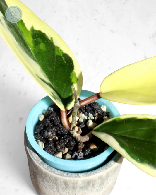 Hoya ilagiorum (albo)