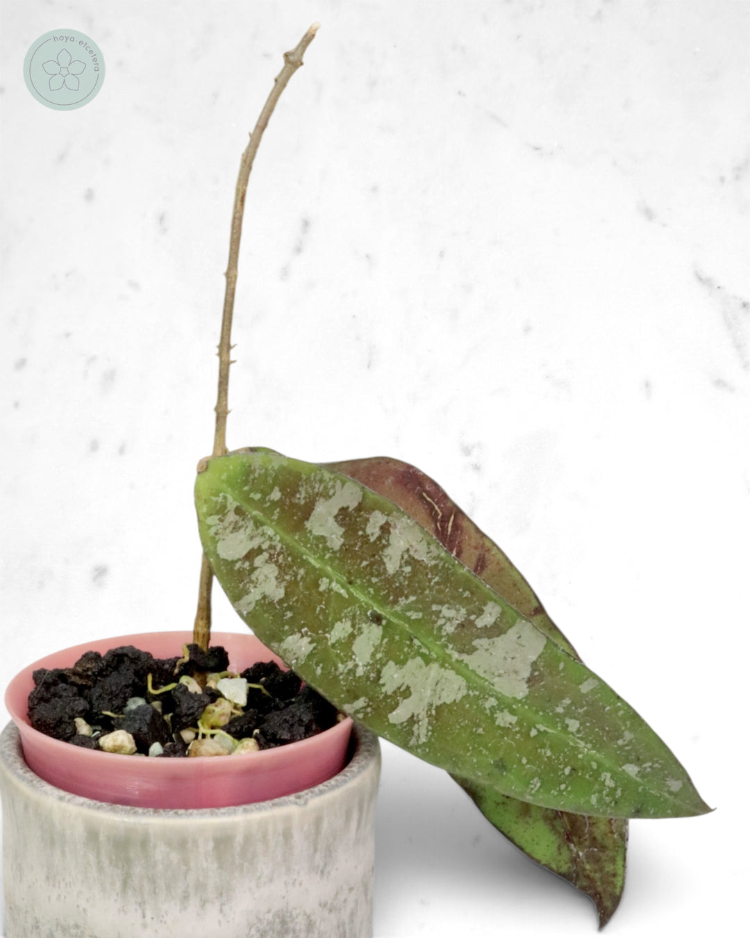 Hoya kaikoeana (splash/silver)