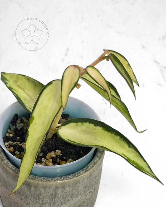 Hoya burmanica (variegated)