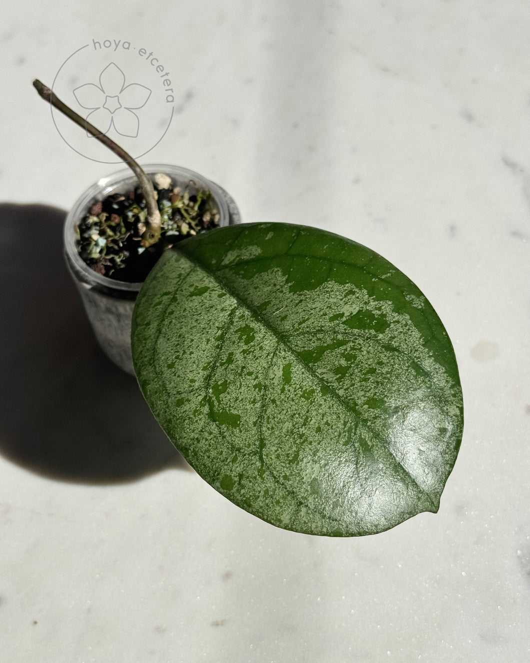 Hoya ice seedling