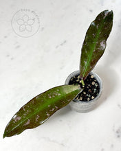 Load image into Gallery viewer, Hoya buntokensis (SLM01 splash)
