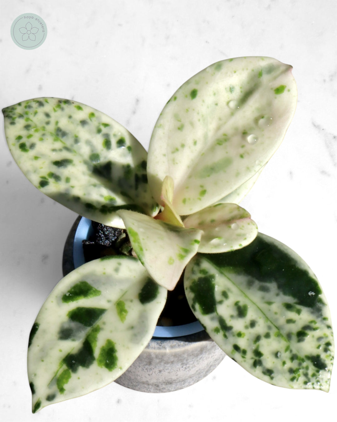 Hoya carnosa 'Madara' (Snow Angel)