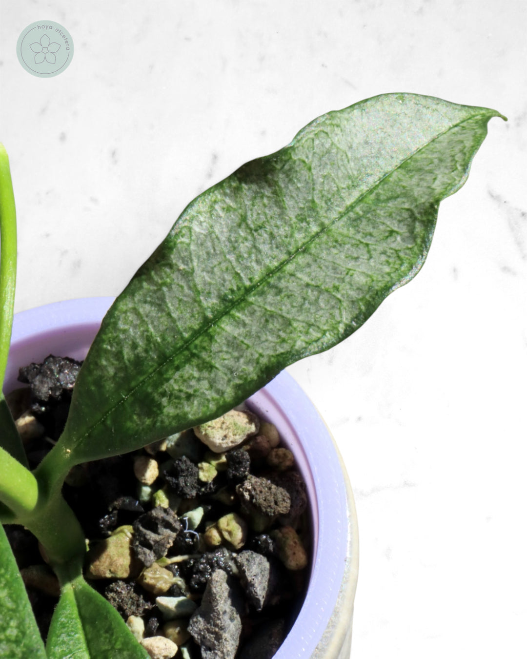 Hoya irisae (silver)