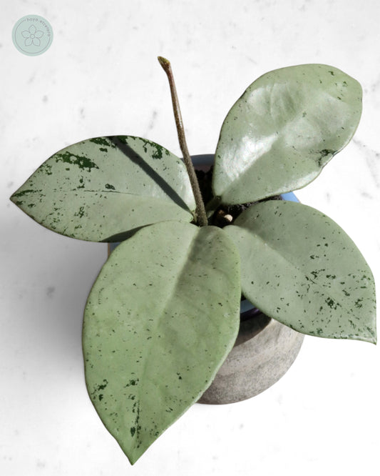 Hoya 'Stardust' (silver)