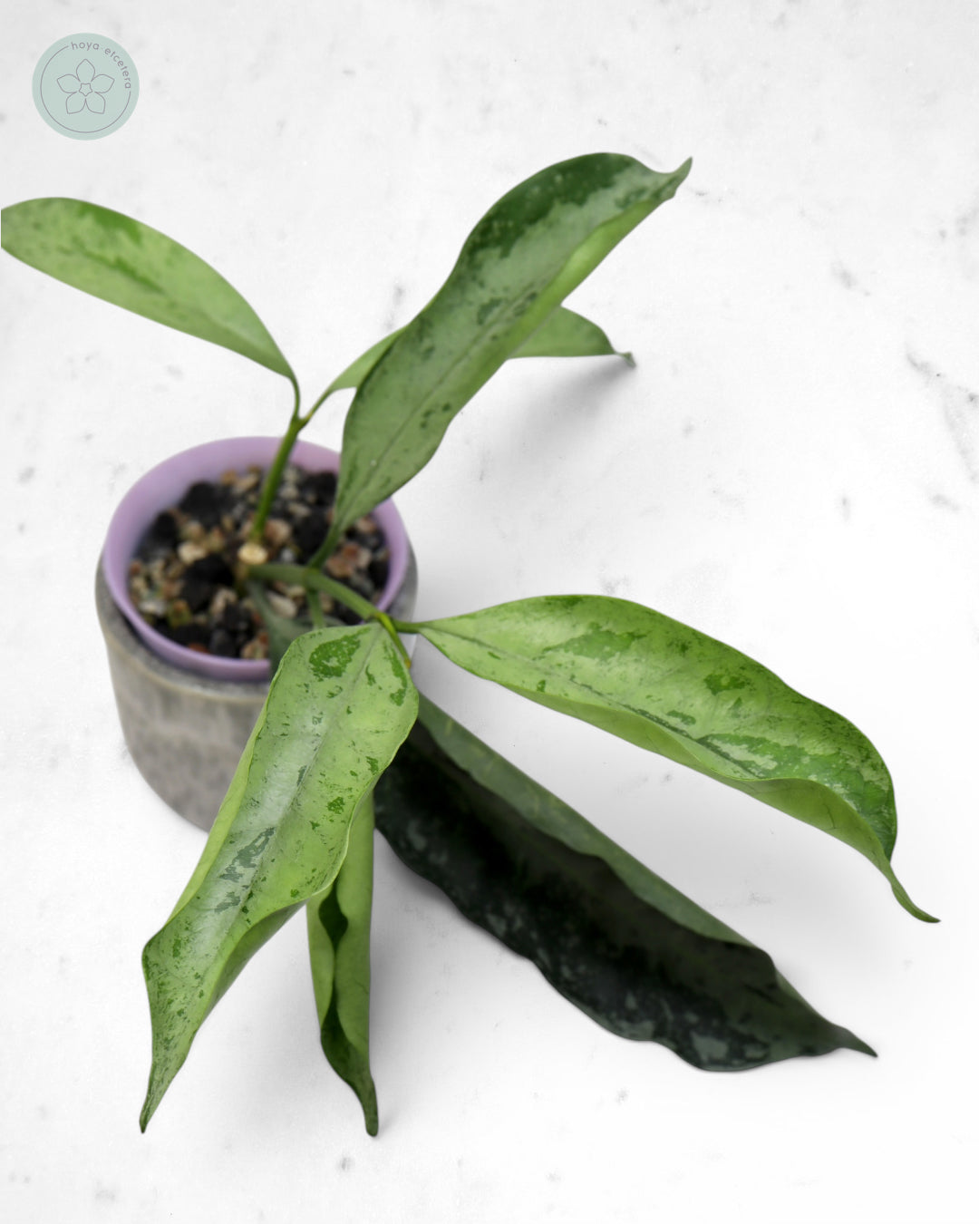 Hoya occultata (silver)
