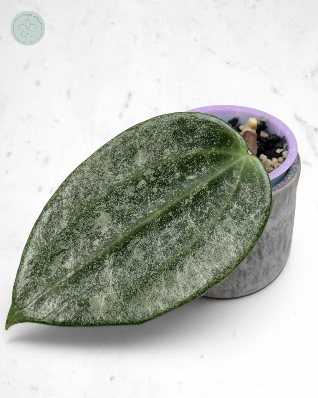 Hoya latifolia 'Rimba Perak' (silver)