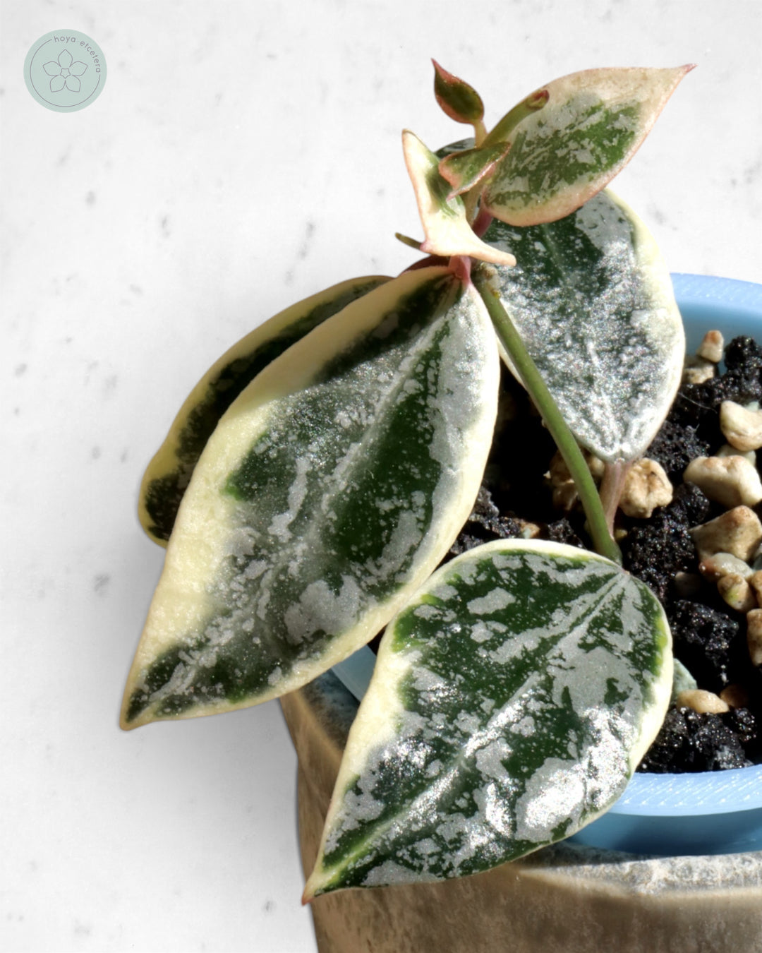 Hoya lacunosa 'Lumina'