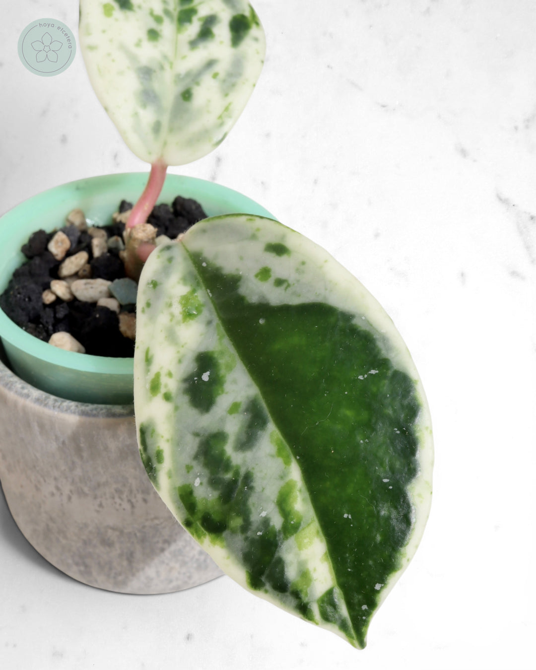 Hoya carnosa 'Madara' (Snow Angel)