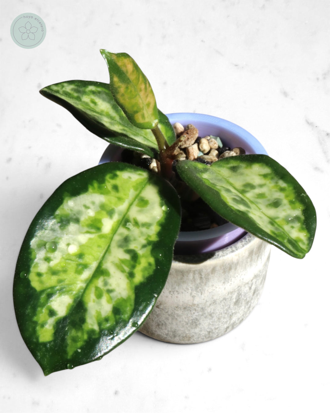 Hoya carnosa 'Madara' (Green Edge)