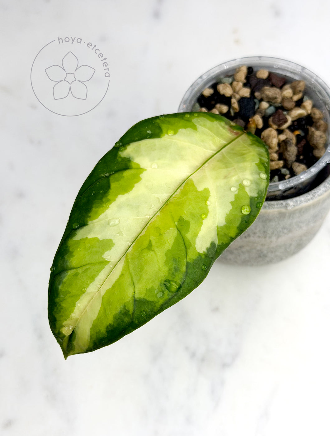 Hoya sp. Aceh 'Ladia Galaska' 🦄