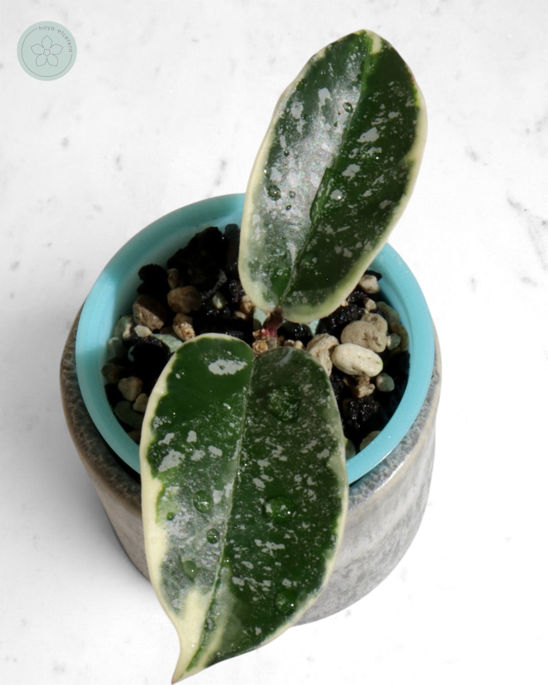 Hoya 'Krimson Queen' (splash)
