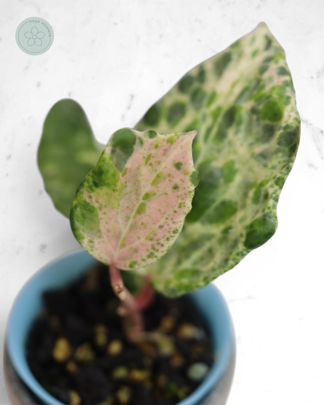 Hoya 'Candy'