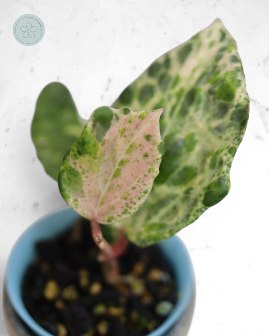 Hoya 'Candy'