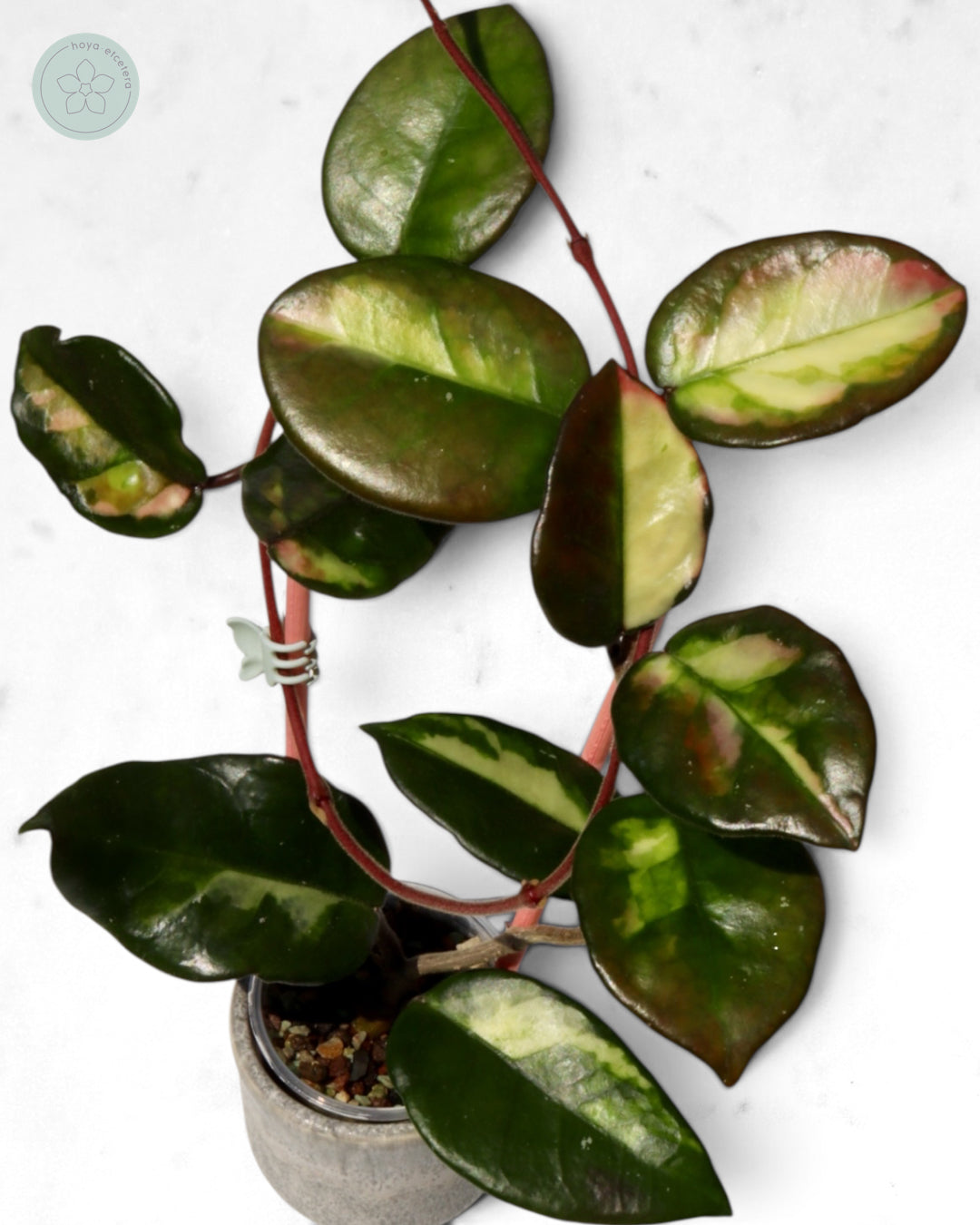 Hoya 'Momo'