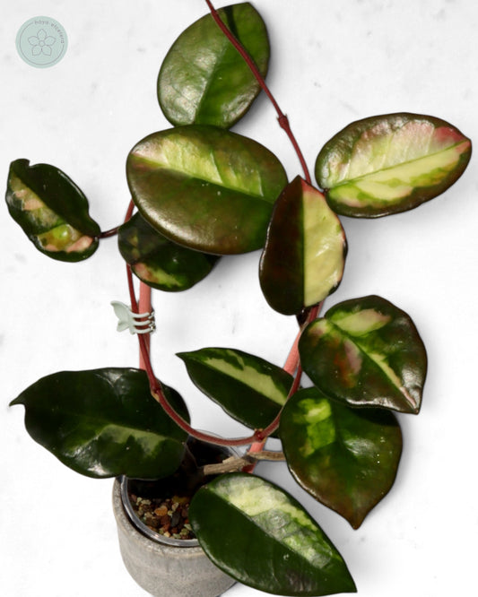 Hoya 'Momo'