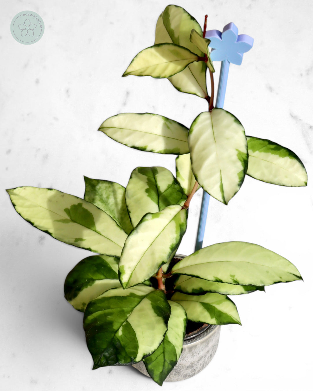 Hoya crassipetiolata (variegated)