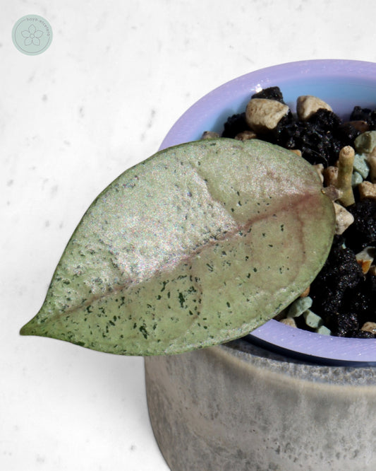 Hoya 'Moon Blush'