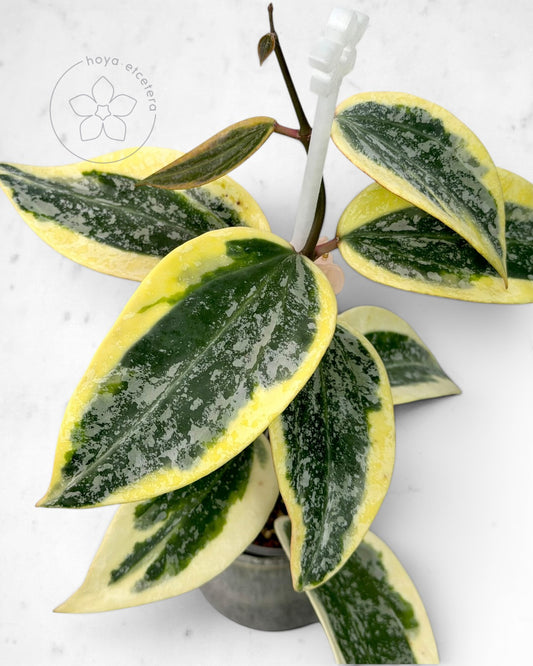 Hoya sp. Rangsan (albo splash)