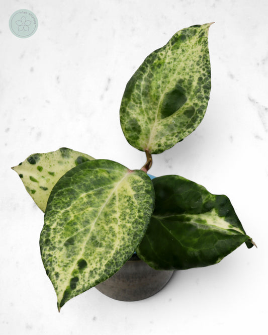 Hoya 'Candy' 🌱 top cutting