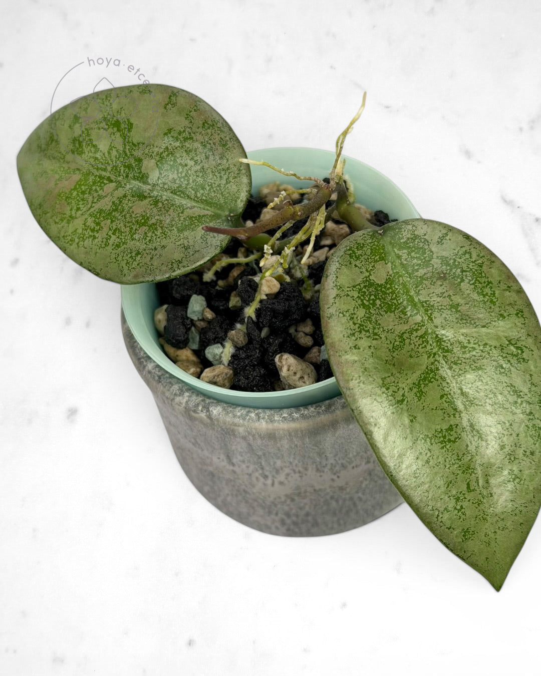 Hoya 'Cori' (splash/silver)