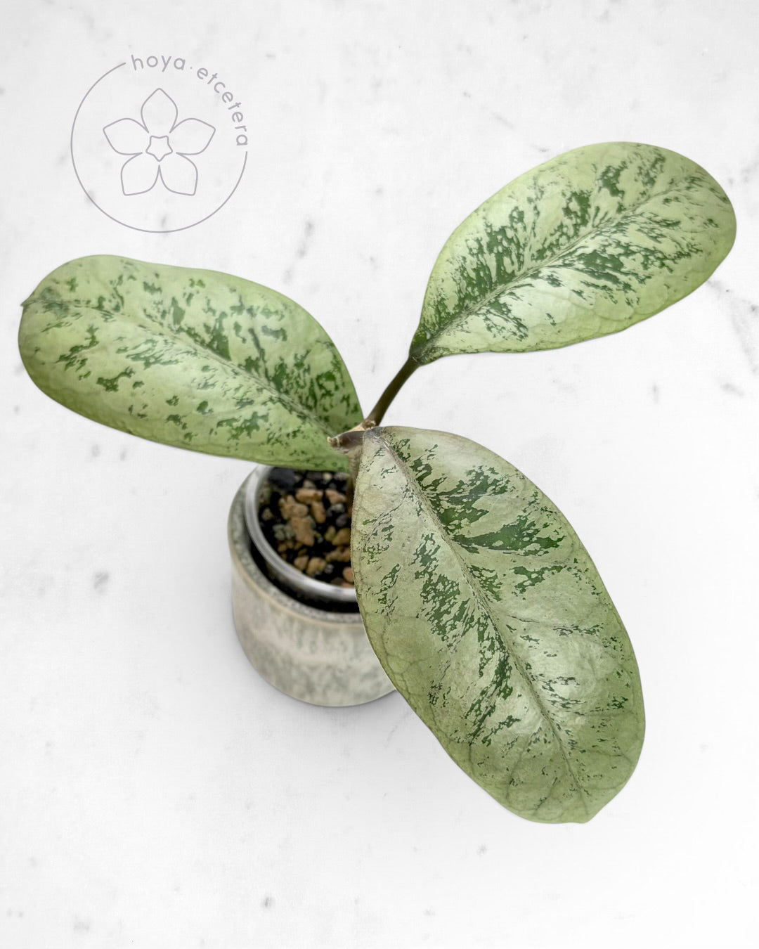 Hoya 'Lorelai'
