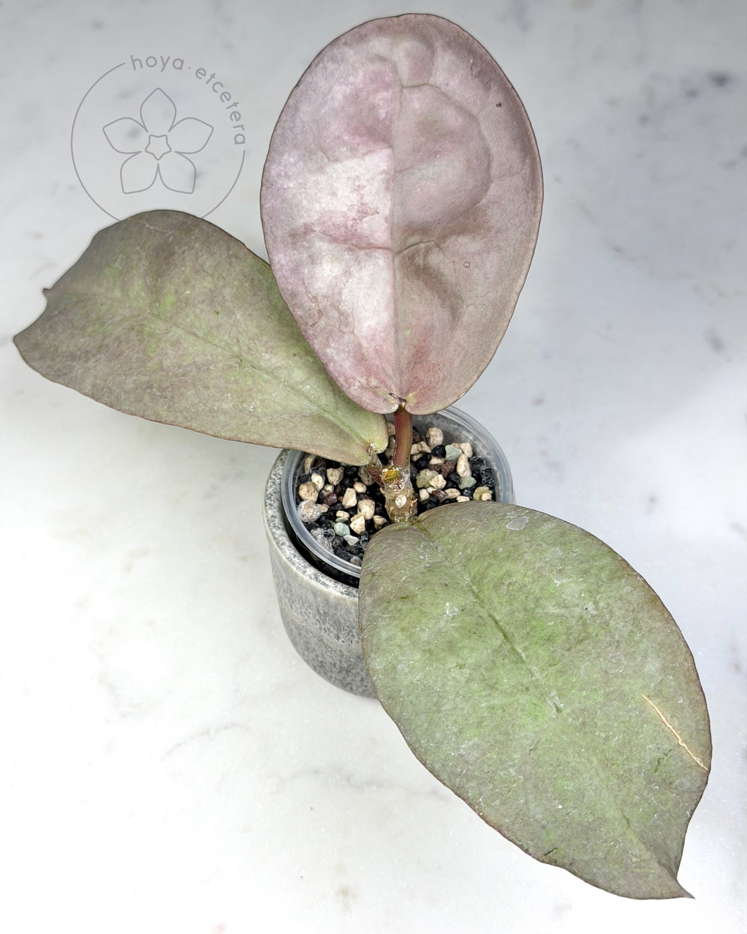 Hoya mitrata (Pearl Gold) 🦄