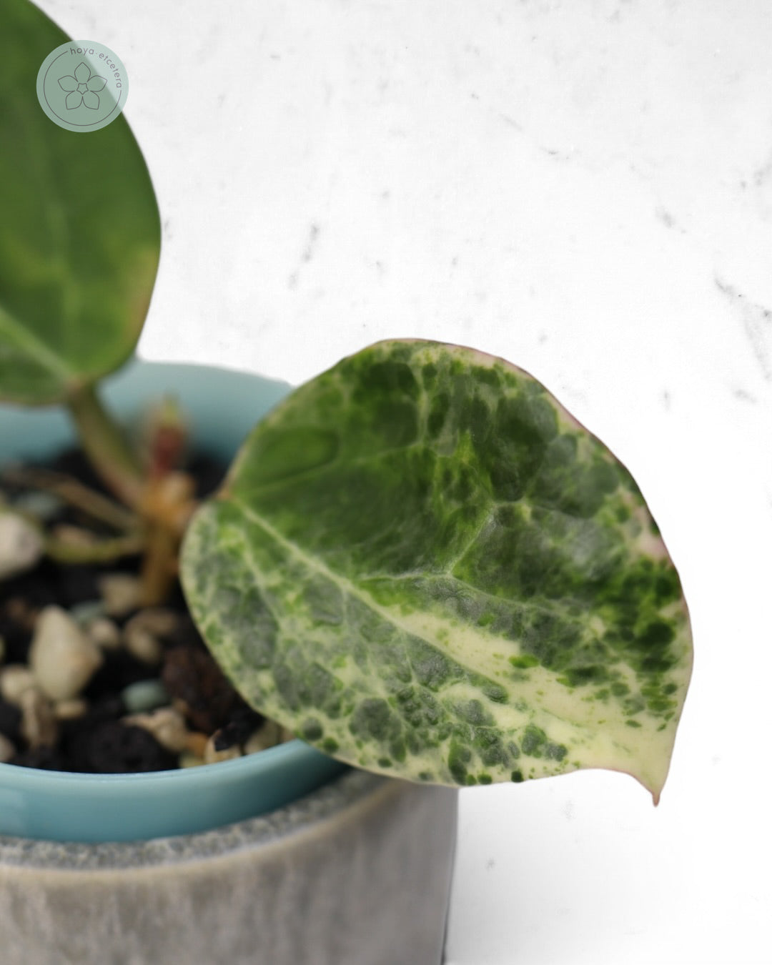 Hoya 'Candy'