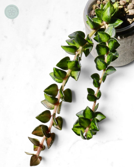 Hoya chinghungensis (variegated)