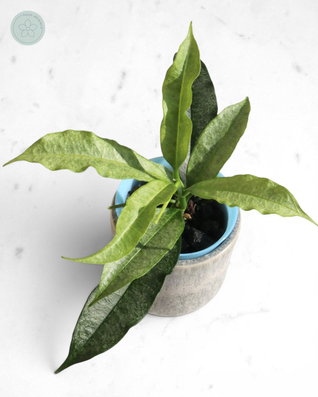 Hoya irisae (silver)