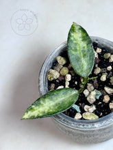 Charger l&#39;image dans la galerie, Hoya lacunosa (Peridot)
