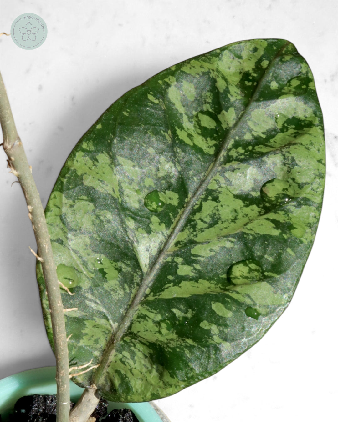 Hoya sp. Aceh 'Mustika'