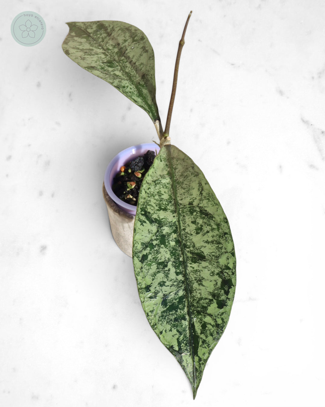 Hoya clemensiorum (Borneo silver)